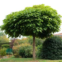 Catalpa boule / Catalpa bungei